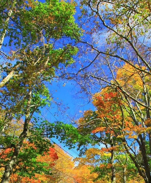 论文投稿被骗款怎么追回