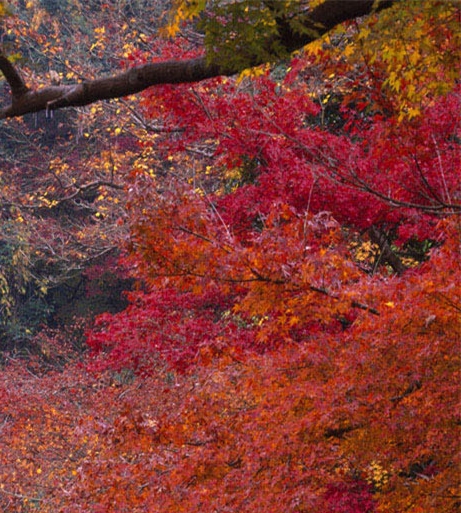前端赚钱小项目推荐平台