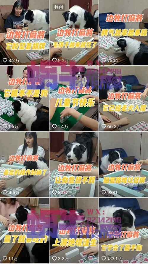 边牧打麻将，抖音宠物新赛道！